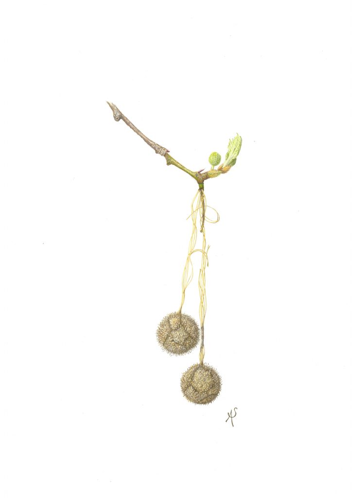 Platanus Hispanica, Botanische tekening van zaadbollen van twee zaadbollen aan hun vergankelijke twijgjes met een nieuw blaadje dat voorzichtig verschijnt..