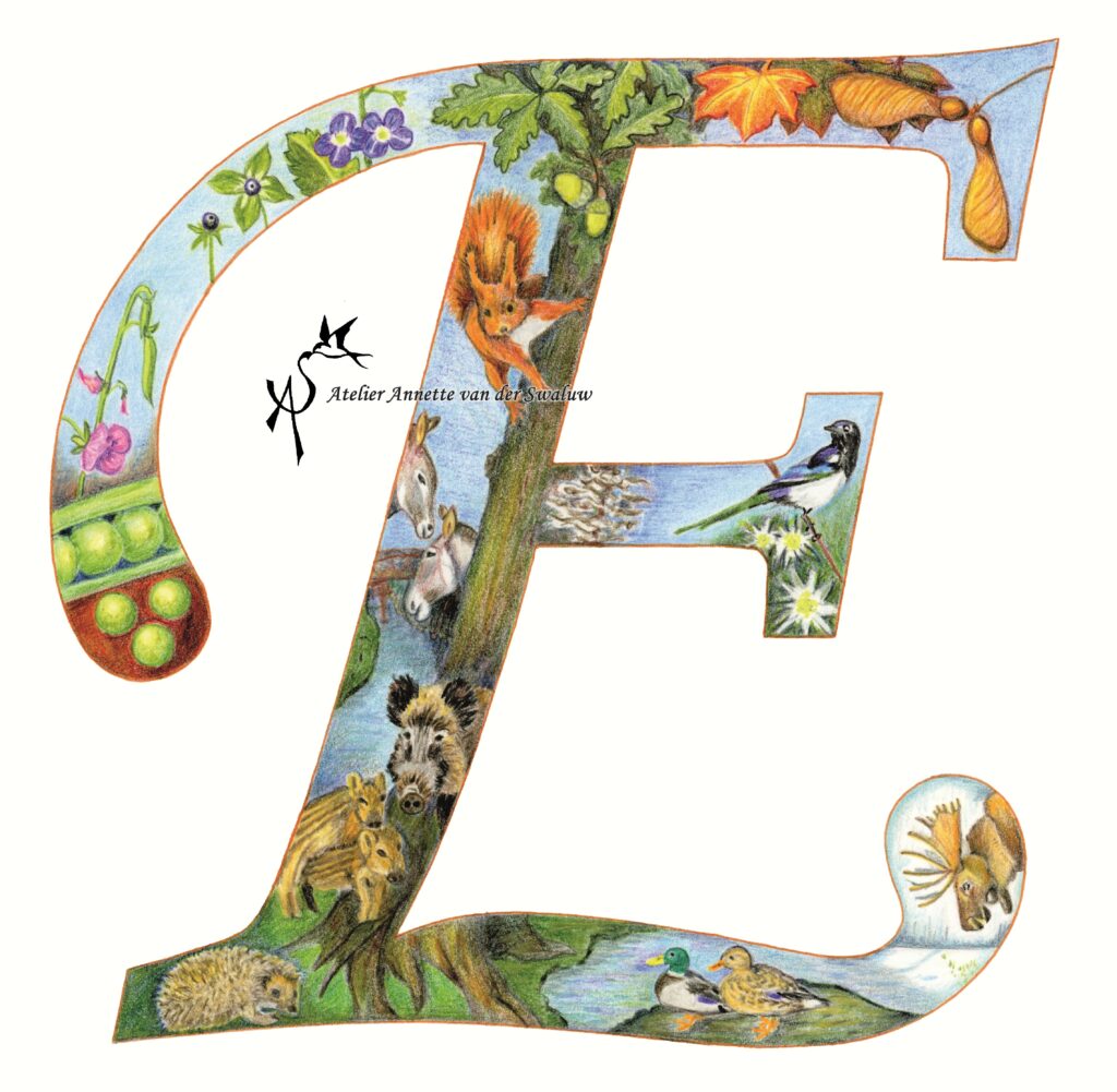 Flora & Fauna Alfabet Letter E | Atelier Annette van der Swaluw | Fine Art Print voorbeeld