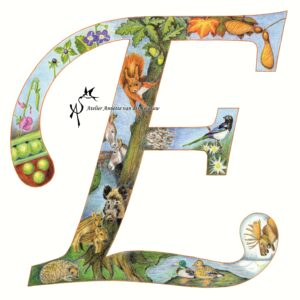 Flora & Fauna Alfabet Letter E | Atelier Annette van der Swaluw | Fine Art Print voorbeeld